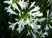 Agapanthus praecox