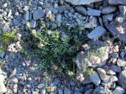 Linària alpina (Linaria alpina)