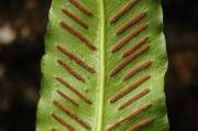 Llengua de cèrvol (Phylitis scolopendrium)