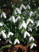 Lliri de neu (Galanthus nivalis)