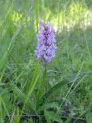 Orquídia tacada (Dactylorhiza maculata)