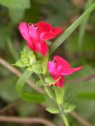 Conillets (Antirrhinum majus)