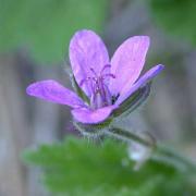 Erodium malacoides