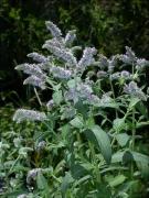 Menta boscana , menta silvestre (Mentha longifolia)