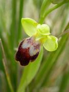 Mosques negres (Ophrys fusca)