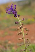 Muscari comosum