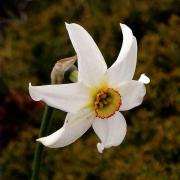 Grandalla (Narcissus poeticus)