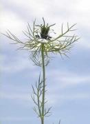 Flor d'aranya (Nigella damascena)