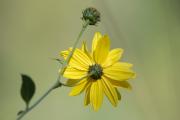 nyàmera (Helianthus tuberosus)