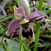 Mosques vermelles (Ophrys tenthredinifera)