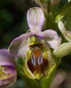 Ophrys tenthredinifera