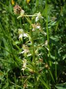 Orquídea blanca, orchis à 2 feuilles (Platanthera bifolia)