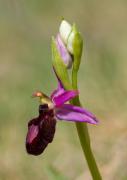 Flora del Montseny: Ophrys bertolonii subsp. catalaunica