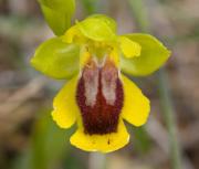 Ophrys lutea