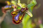 Ophrys speculum