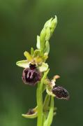 Ophrys sphegodes