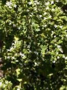 Orenga, orégano (Origanum vulgare)