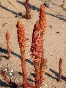 Orobanche sanguinea