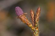 Pinus halepensis, flor femenina.