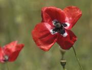 Pipiripips o rosella (Papaver rhoeas)