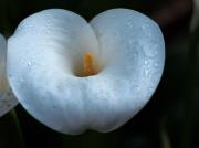 LLiri d'aigua (Zantedeschia aethiopica)