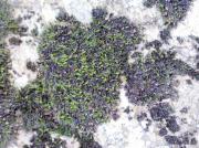 Grimmia pulvinata