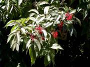 Saüc racemós, Sureau à grappe (Sambucus racemosa)