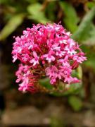 Inflorescència herba de Sant Jordi (Centranthus ruber)