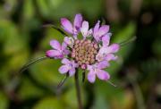 Inflorescència d'Scabiosa atropurpurea.