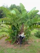 Strelitzia, White bird of paradise (Strelitzia alba)