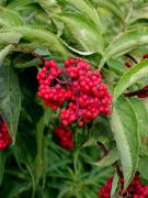 Saüc racemós (Sambucus racemosa)