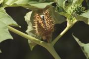 Estramoni (Datura stramonium)