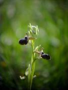 Aranyosa (Ophrys sphegodes)