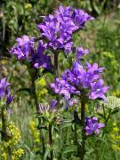 Campanula spicata