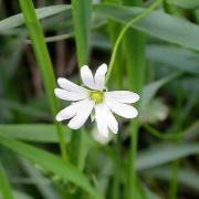 Llengua de gallina (Stellaria holostea)