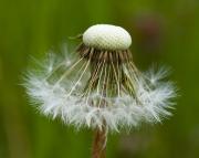 Taraxacum officinalis