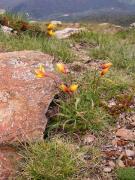 Tulipa silvestre habitus (Tulipa sylvestris australis)