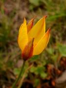 Tulipa silvestre, tulipán silvestre (Tulipa sylvestris australis)