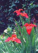 Tigrida