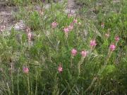 Prat de trepadella (Onobrychis viciifolia)