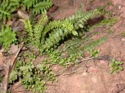 Asplenium trichomanes