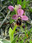 Mosques vermelles (Ophrys tenthredinifera)