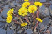 Tussilago farfara