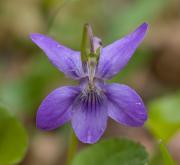 Viola reichenbachiana