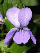 Violeta boscana (Viola alba)