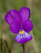 Flora del Montseny: Viola bubanii
