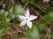 Vincapervinca (Vinca difformis)