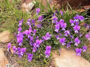 Pensaments del Montseny (Viola bubanii)