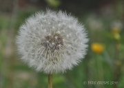 Dent de Lleó. (Taraxacum officinale)