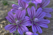 Malva común. (Malva sylvestris)